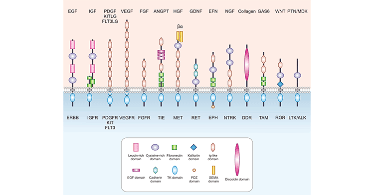 The diagram of RTKs structures