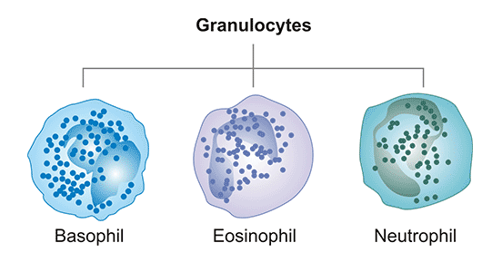 Three types of granulocyte