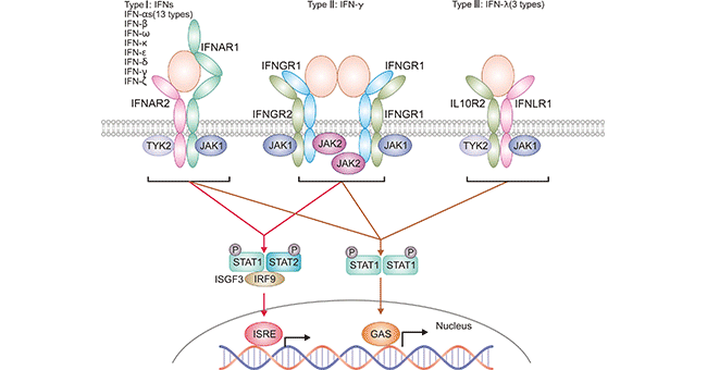 A diagram of intersection between three types of IFN and their IFNRs Representation