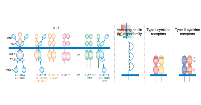 Four types of Interleukin Receptors