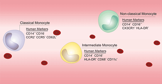 Three types of monocytes