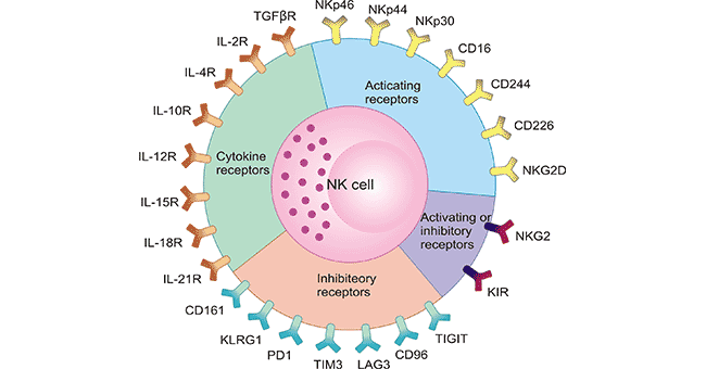 The diagram of NK cell receptors