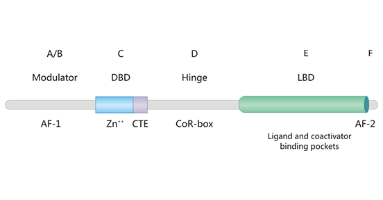 The Structure of Nuclear Receptor