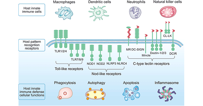 The structure of TLR, NLR, and CLR