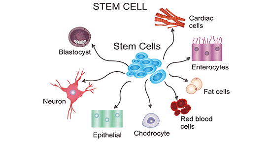 The diagram of stem cell differentiation