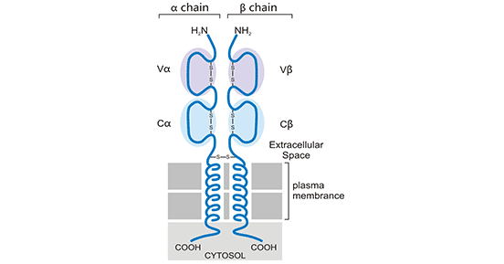Schematic diagram of the structure of αβ chain receptor (TCR)