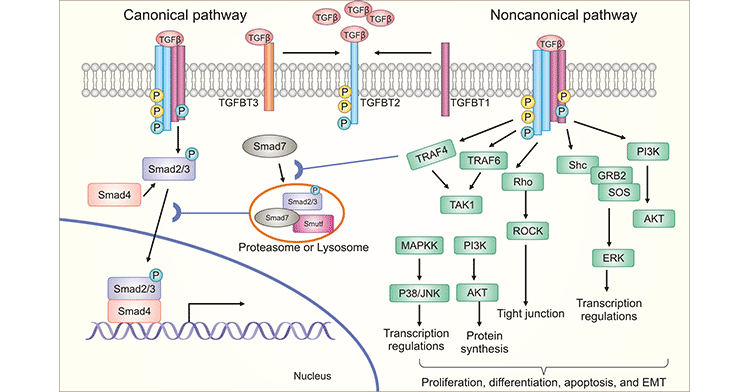 TGFβ signaling transduction