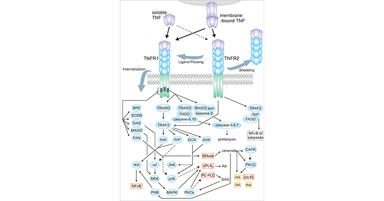 TNF receptor signaling pathway