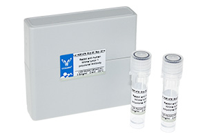 Recombinant antibodies