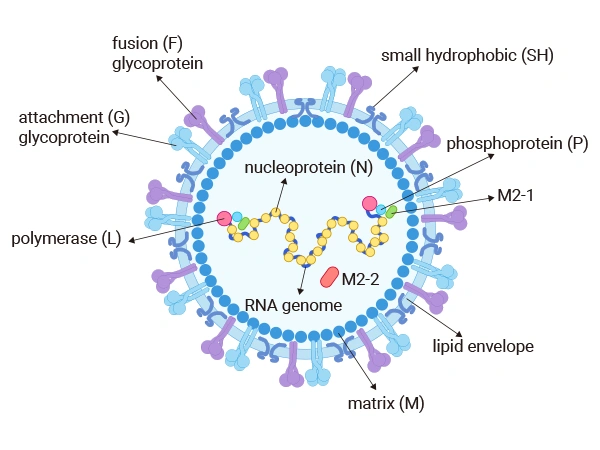 Structure of the coronaviruses
