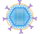 Rotavirus Structure