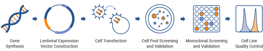 Stable Cell Line Development Service Processes