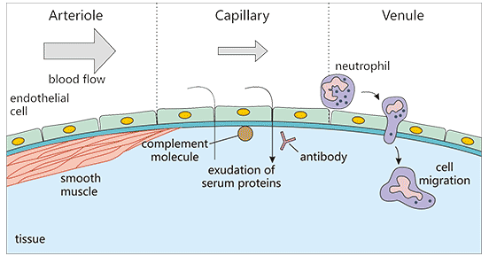 The stages of acute inflammation