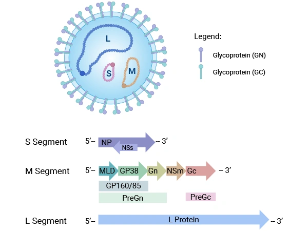 Virion structure of Crimean-Congo hemorrhagic fever virus (CCHFV)