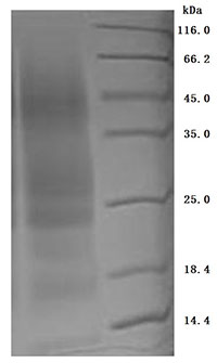 CSB-YP015318HU SDS-PAGE