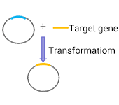 Plasmid construction