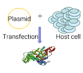 Scale up expression and purification