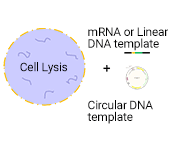 Plasmid construction and preparation