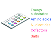 Small-scale expression and optimization