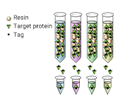 Target protein expression and purification