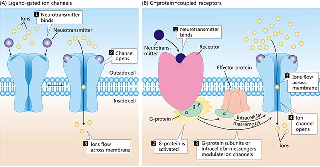 The diagram of main two types of transmitter receptors