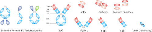 Phage display library screening