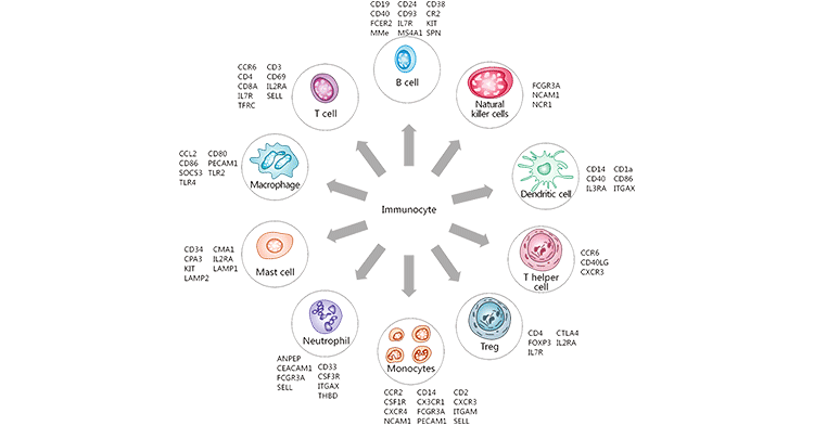 The common types of immunocytes and their markers