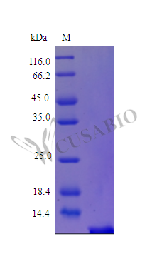 SDS-PAGE- Recombinant protein Human PTH