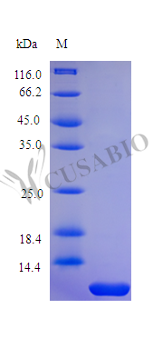 SDS-PAGE- Recombinant protein Human PTH