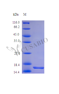 SDS-PAGE- Recombinant protein Human LEP