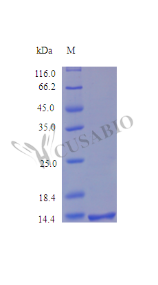 Recombinant Human Syndecan-4 (SDC4) , partial (Active) - image 1