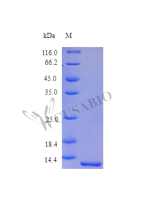 SDS-PAGE- Recombinant protein Human SAA1
