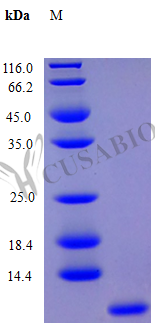 SDS-PAGE- Recombinant protein Human CXCL1
