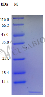 SDS-PAGE- Recombinant protein Human CXCL3