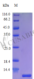 SDS-PAGE- Recombinant protein Human CXCL10