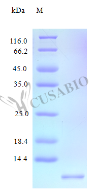 SDS-PAGE- Recombinant protein Human CXCL11