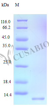 SDS-PAGE- Recombinant protein Human CXCL12