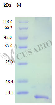 SDS-PAGE- Recombinant protein Human CXCL13