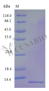 Recombinant Human VEGF coregulated chemokine 1 protein (CXCL17) (Active) - image 1