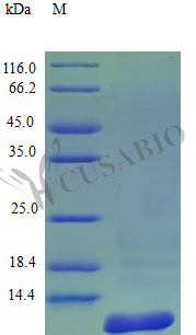 CSB-AP000891HU