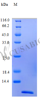 SDS-PAGE- Recombinant protein Human CCL11