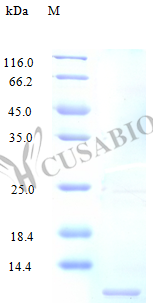 SDS-PAGE- Recombinant protein Human CCL14