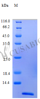 SDS-PAGE- Recombinant protein Human CCL24
