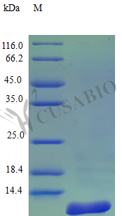 SDS-PAGE- Recombinant protein Rhesus SAA1