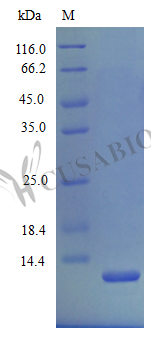 SDS-PAGE- Recombinant protein Mouse Cxcl2