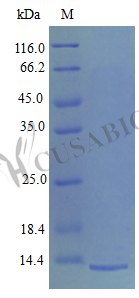 Recombinant Mouse Platelet factor 4 protein (Pf4) (Active)