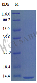 SDS-PAGE- Recombinant protein Mouse Cxcl9