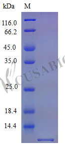 SDS-PAGE- Recombinant protein Mouse Cxcl10