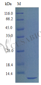 SDS-PAGE- Recombinant protein Mouse Cxcl12