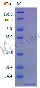 SDS-PAGE- Recombinant protein Mouse Cx3cl1